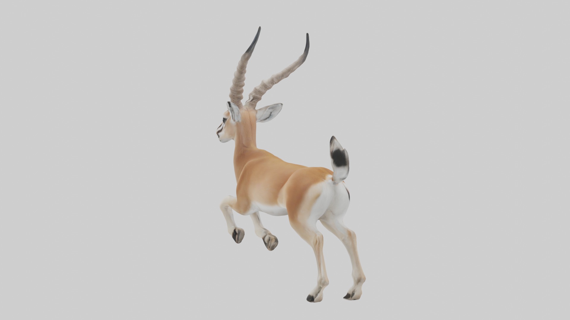 Dama gazelle Low-poly 3D model_6