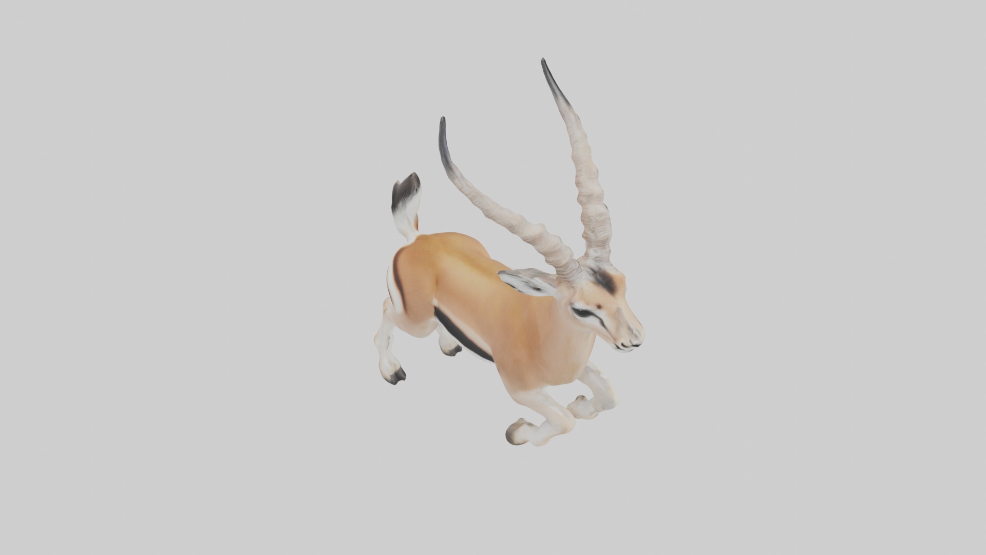 Dama gazelle Low-poly 3D model_12