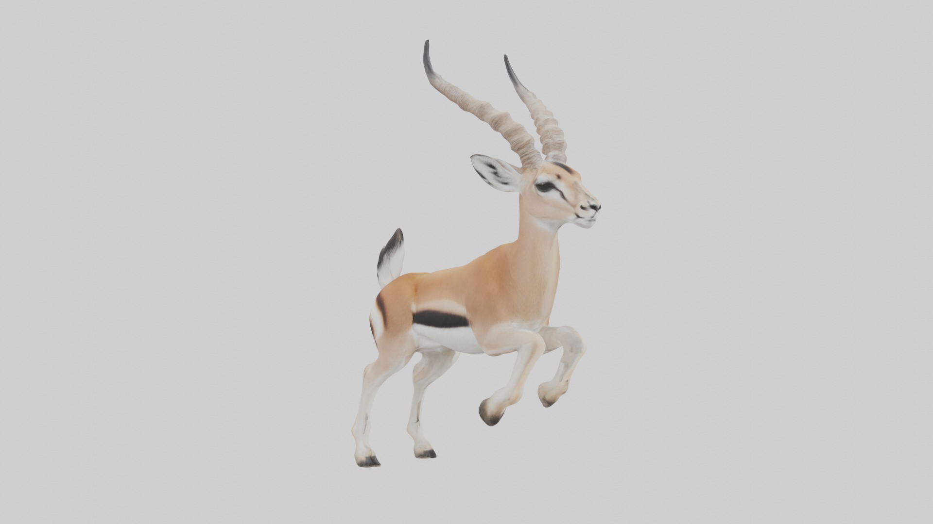 Dama gazelle Low-poly 3D model_7