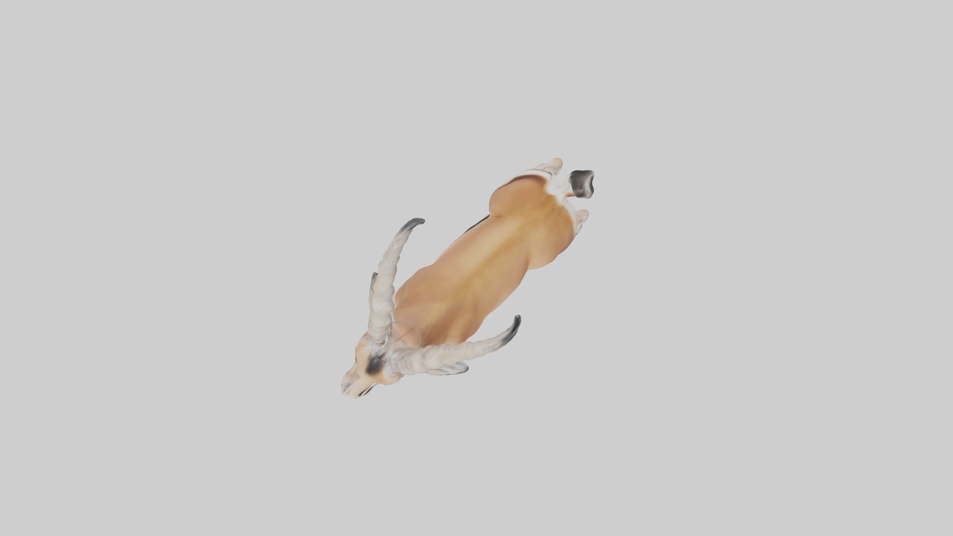 Dama gazelle Low-poly 3D model_8