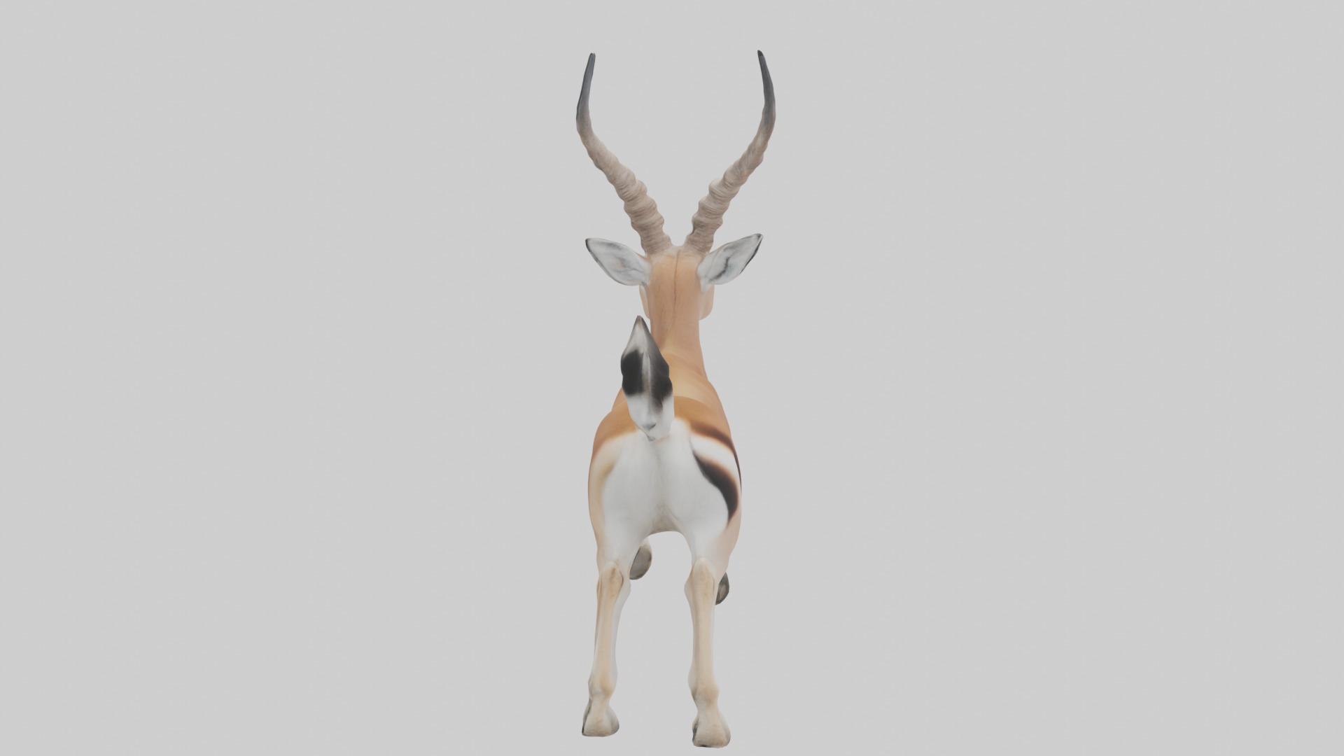 Dama gazelle Low-poly 3D model_1