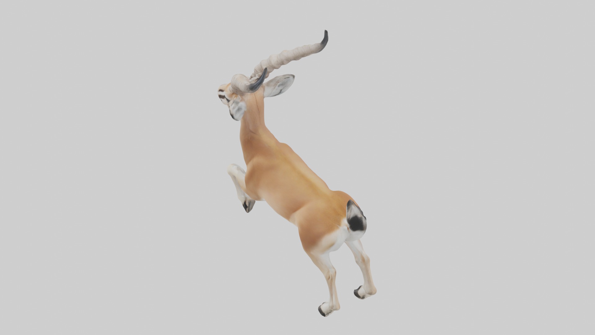 Dama gazelle Low-poly 3D model_11