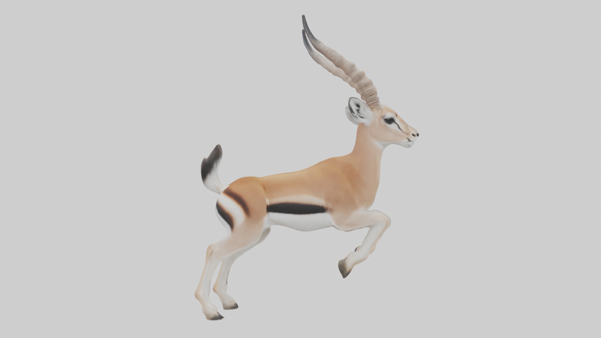 Dama gazelle Low-poly 3D model_2