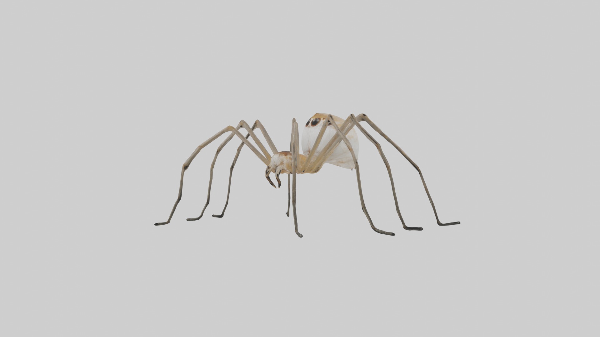 Daddy Longlegs Spider Low-poly 3D model_4