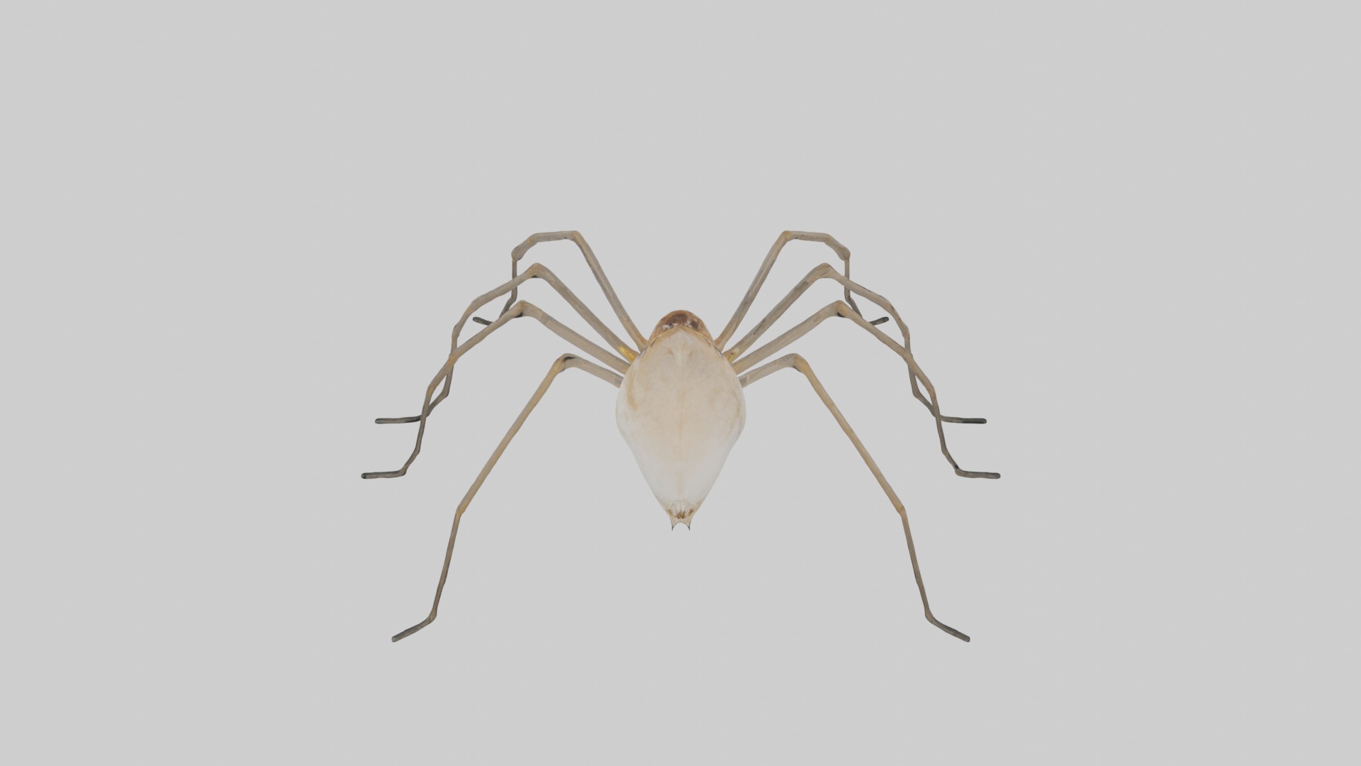 Daddy Longlegs Spider Low-poly 3D model_9