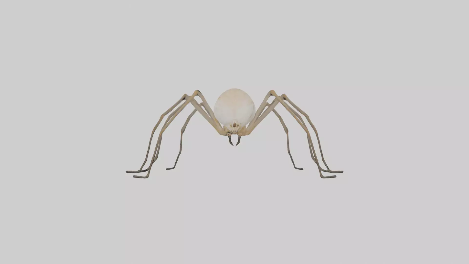 Daddy Longlegs Spider Low-poly 3D model_0