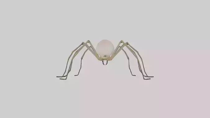 Daddy Longlegs Spider