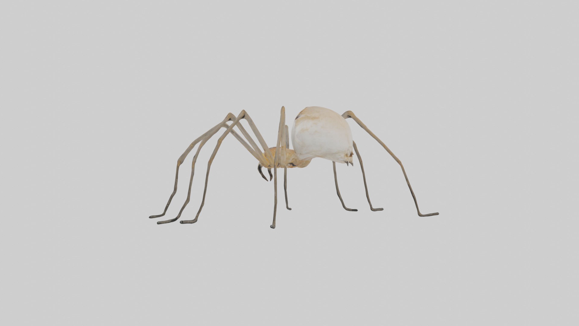 Daddy Longlegs Spider Low-poly 3D model_1