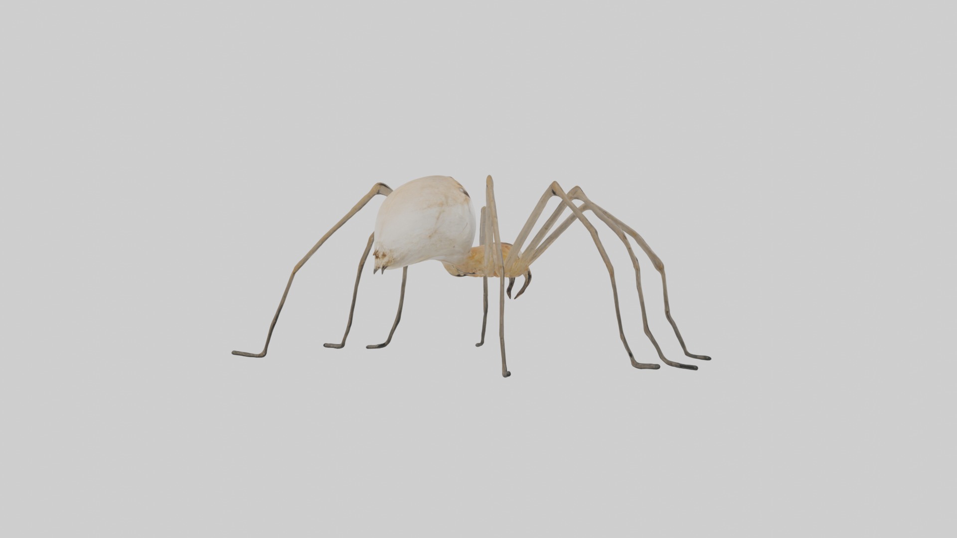 Daddy Longlegs Spider Low-poly 3D model_2