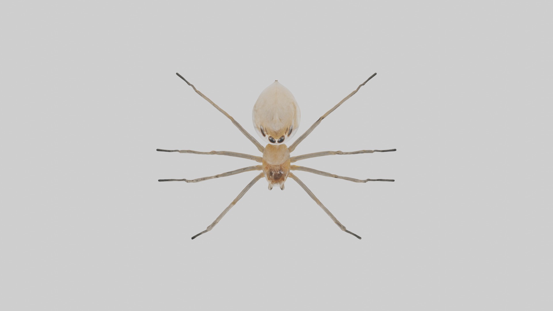 Daddy Longlegs Spider Low-poly 3D model_8