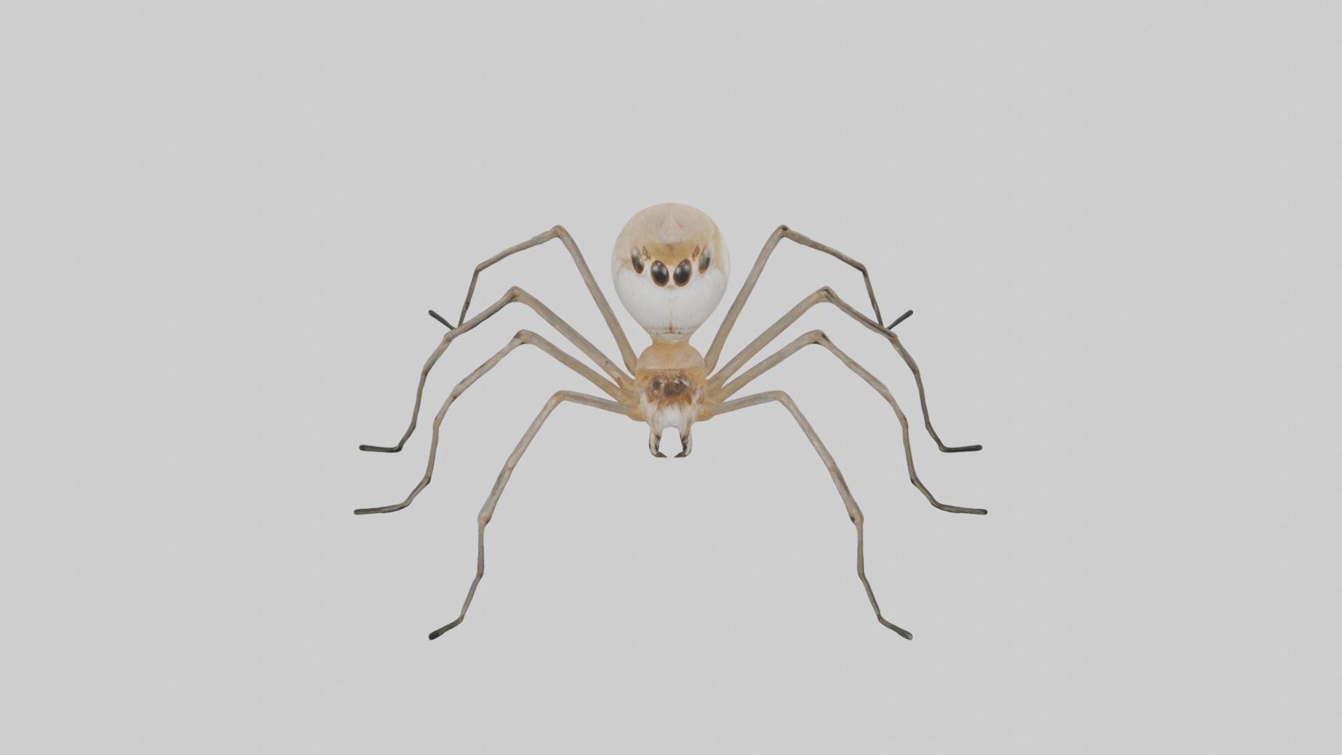 Daddy Longlegs Spider Low-poly 3D model_10