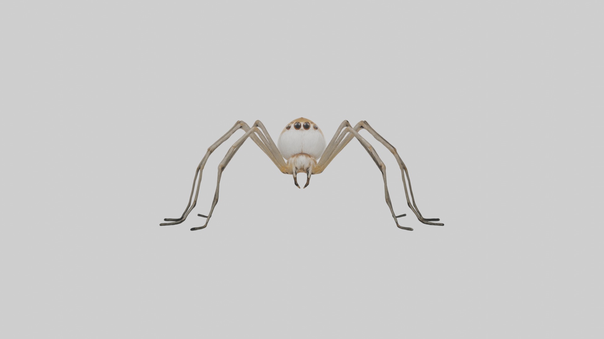 Daddy Longlegs Spider Low-poly 3D model_3