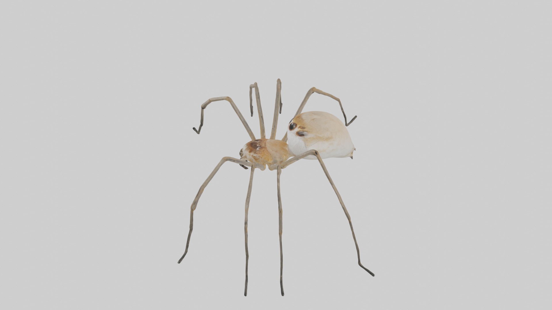Daddy Longlegs Spider Low-poly 3D model_11