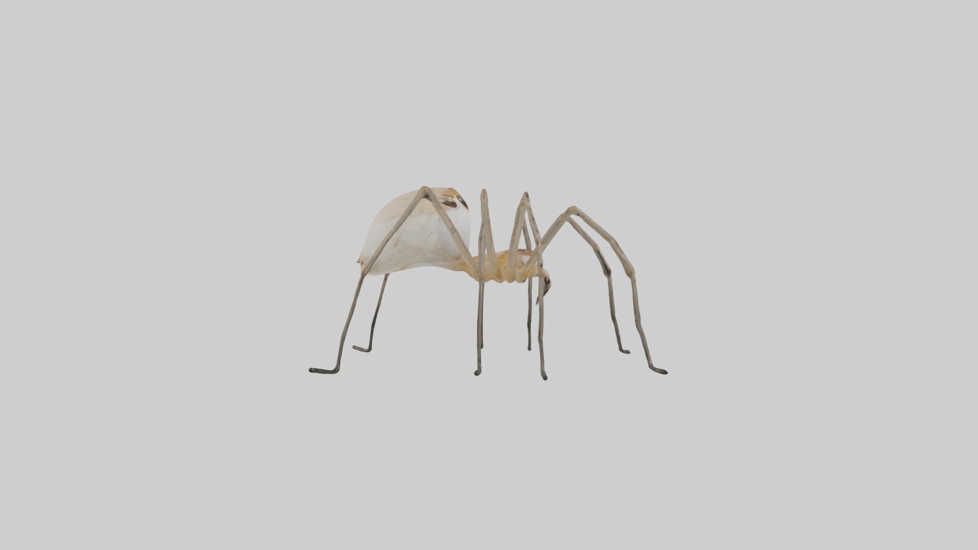 Daddy Longlegs Spider Low-poly 3D model_7