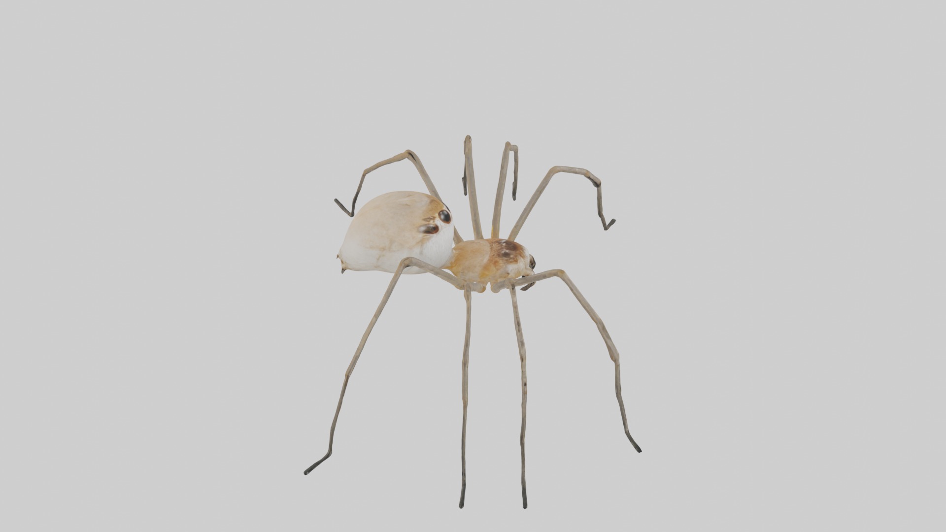 Daddy Longlegs Spider Low-poly 3D model_12