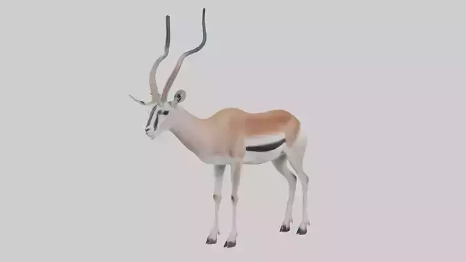 Cuviers gazelle