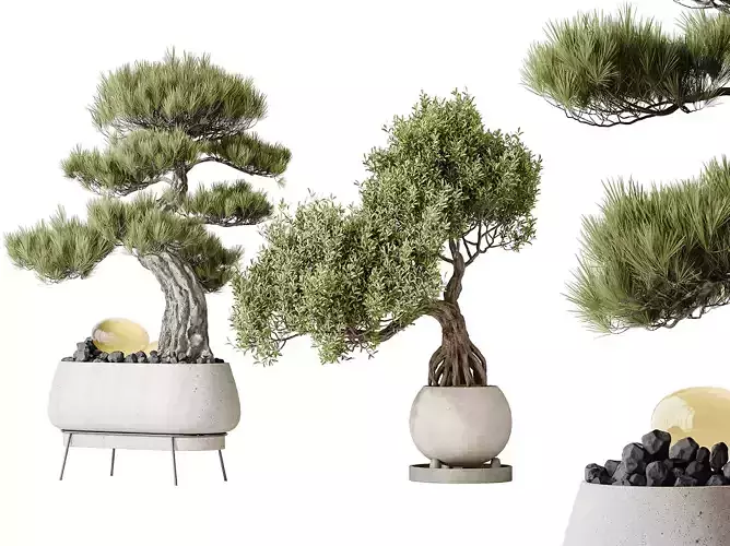 AV Indoor plants set 136 Bonsai Thunbergii and Ficus Ginseng