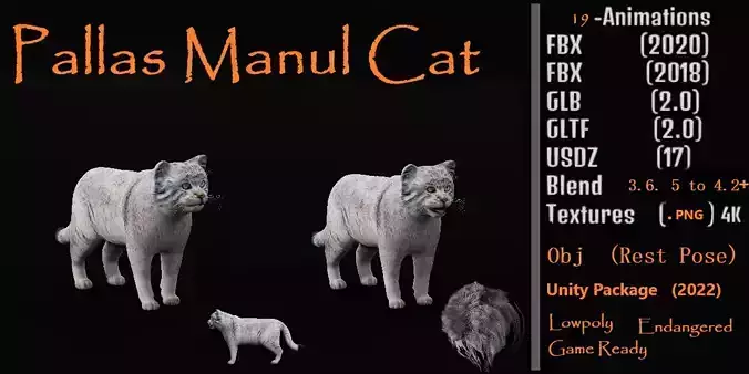 Pallas Manul Cat Breed Low-poly 3D model