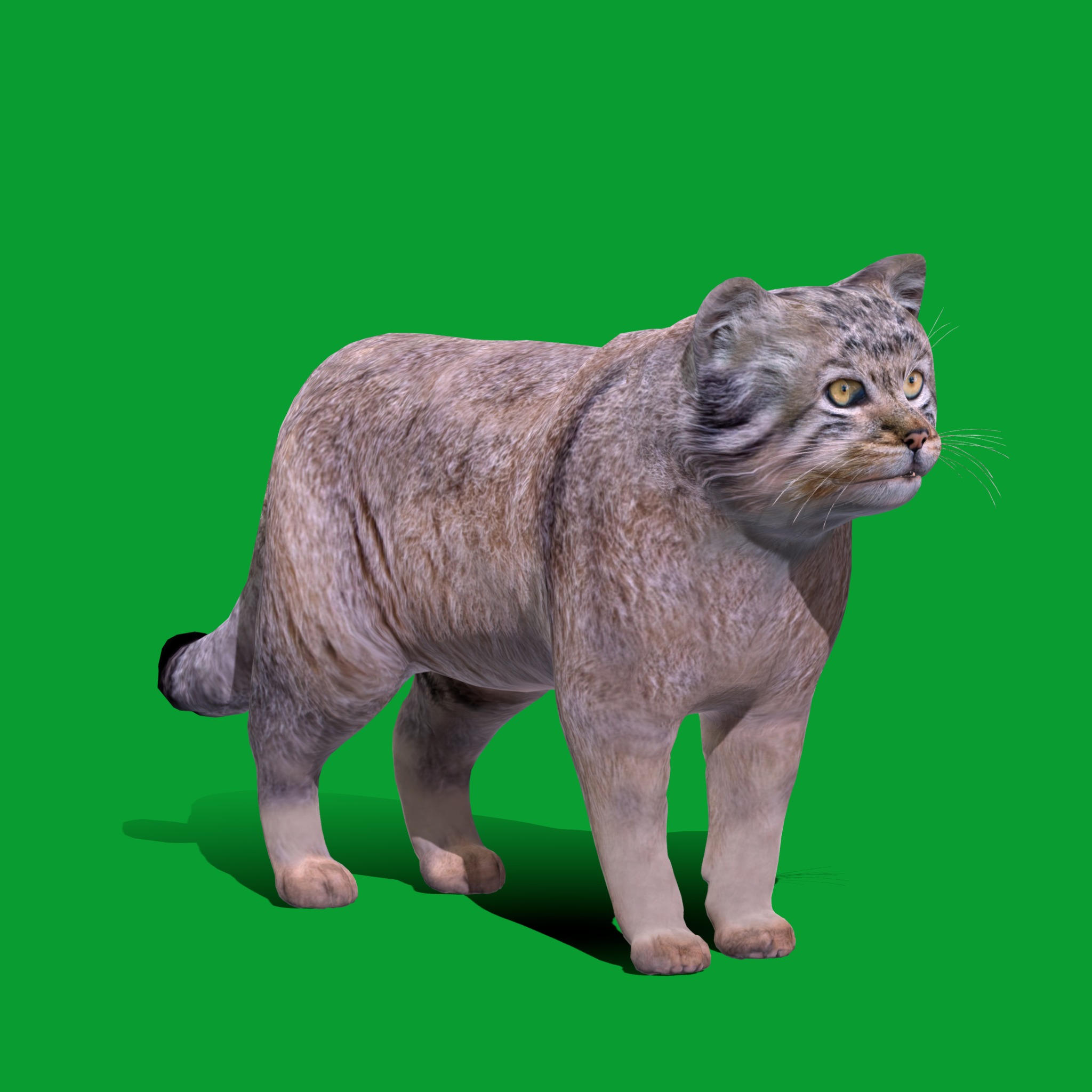 Pallas Manul Cat Breed Low-poly 3D model_20