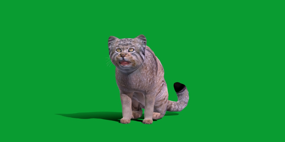 Pallas Manul Cat Breed Low-poly 3D model_16