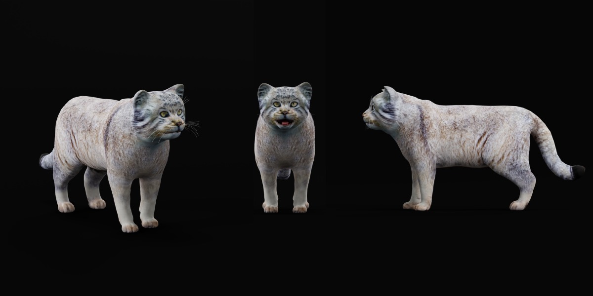 Pallas Manul Cat Breed Low-poly 3D model_26