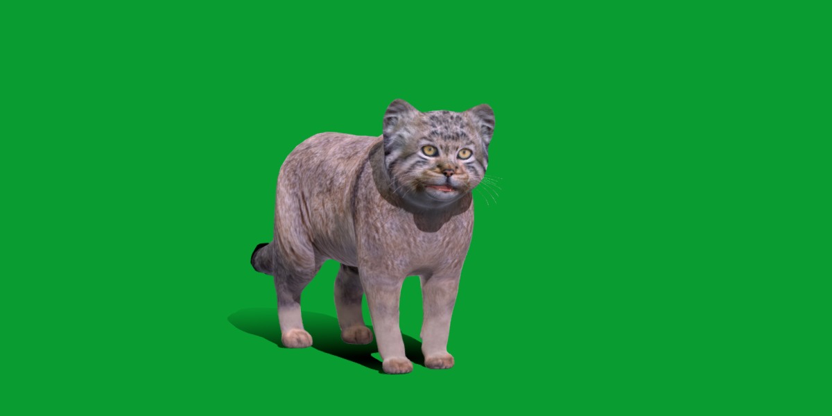 Pallas Manul Cat Breed Low-poly 3D model_29