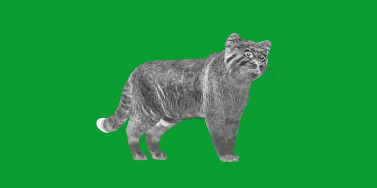 Pallas Manul Cat Breed Low-poly 3D model_4