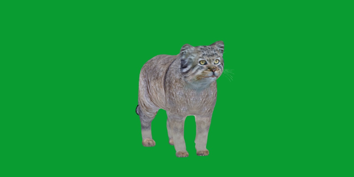 Pallas Manul Cat Breed Low-poly 3D model_27