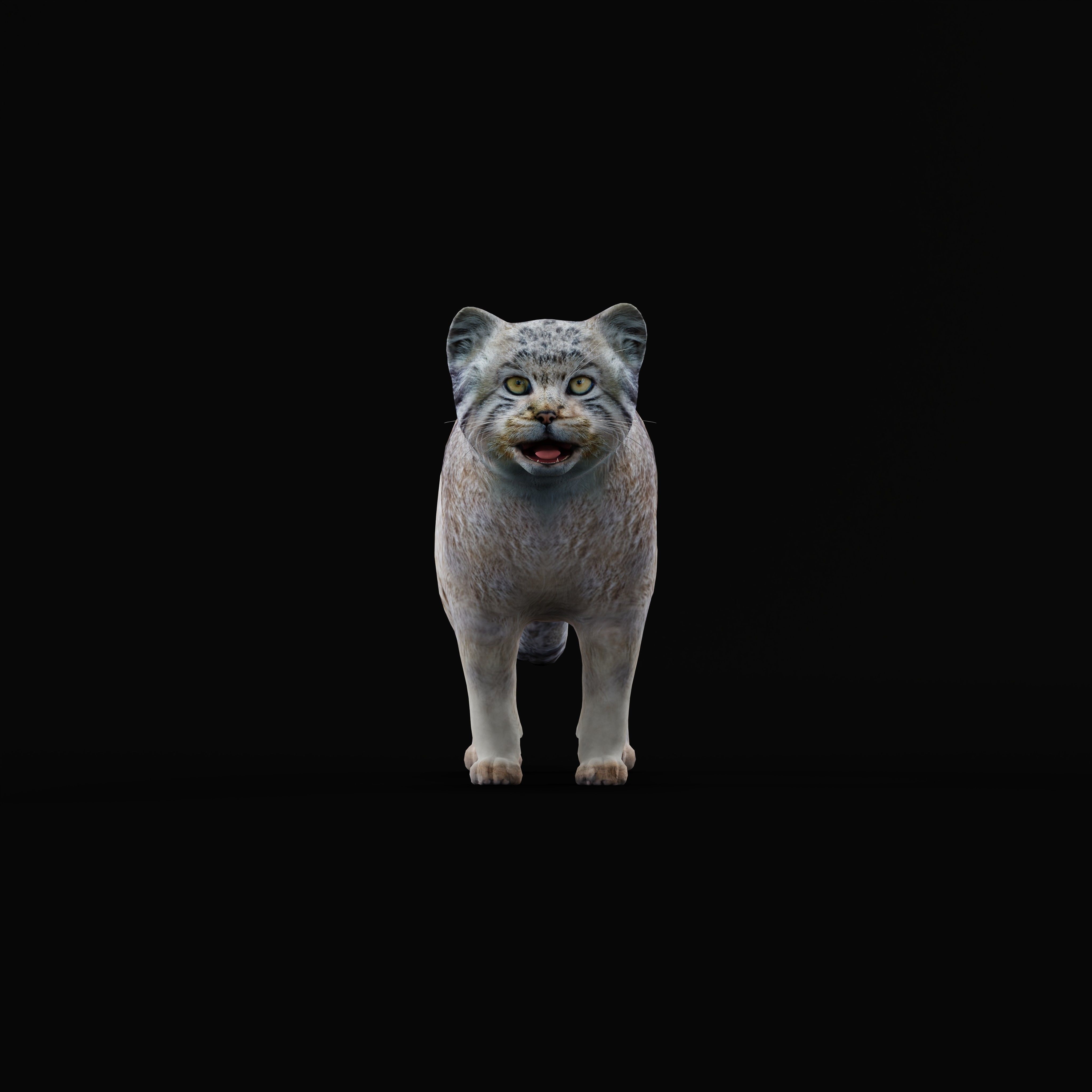 Pallas Manul Cat Breed Low-poly 3D model_32