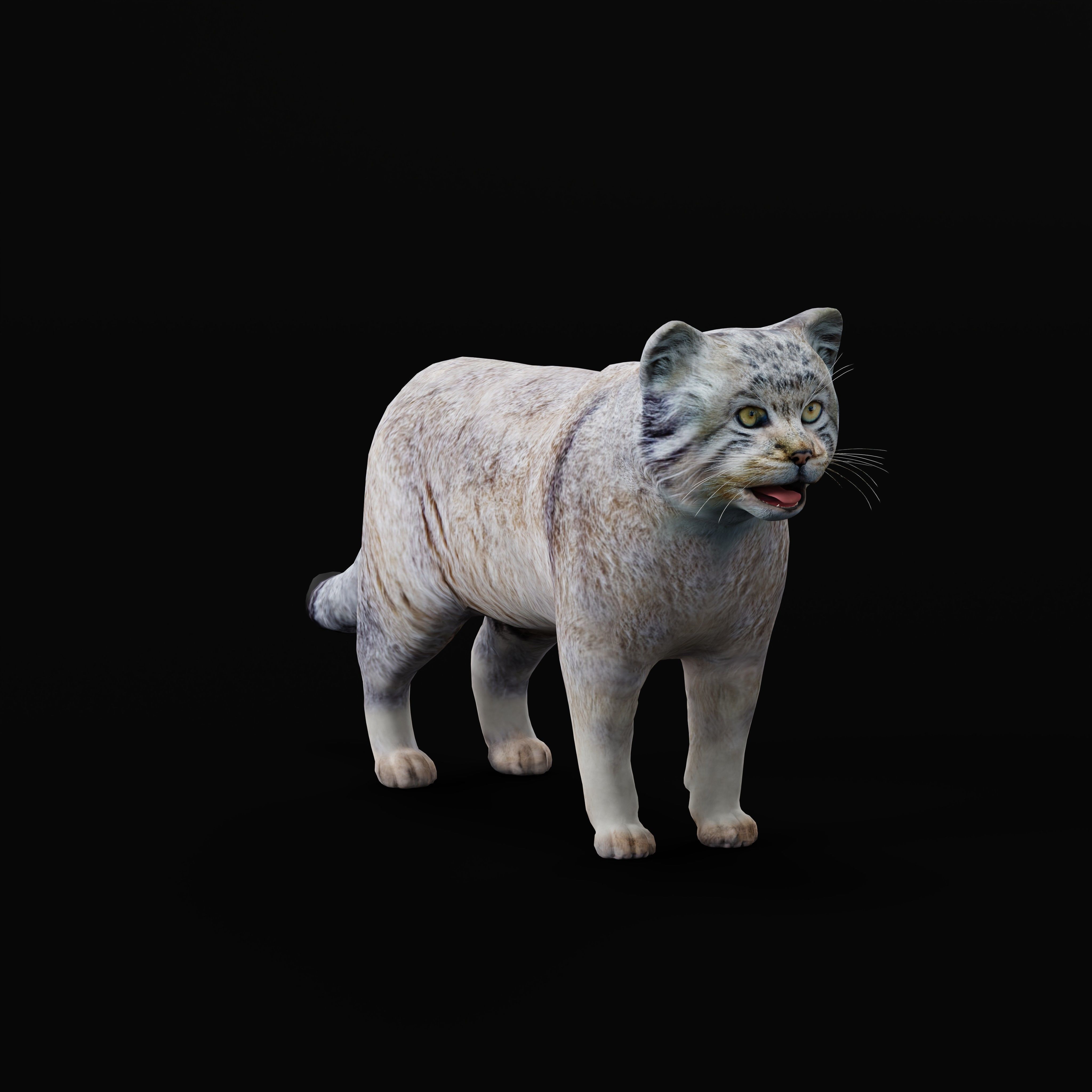 Pallas Manul Cat Breed Low-poly 3D model_31