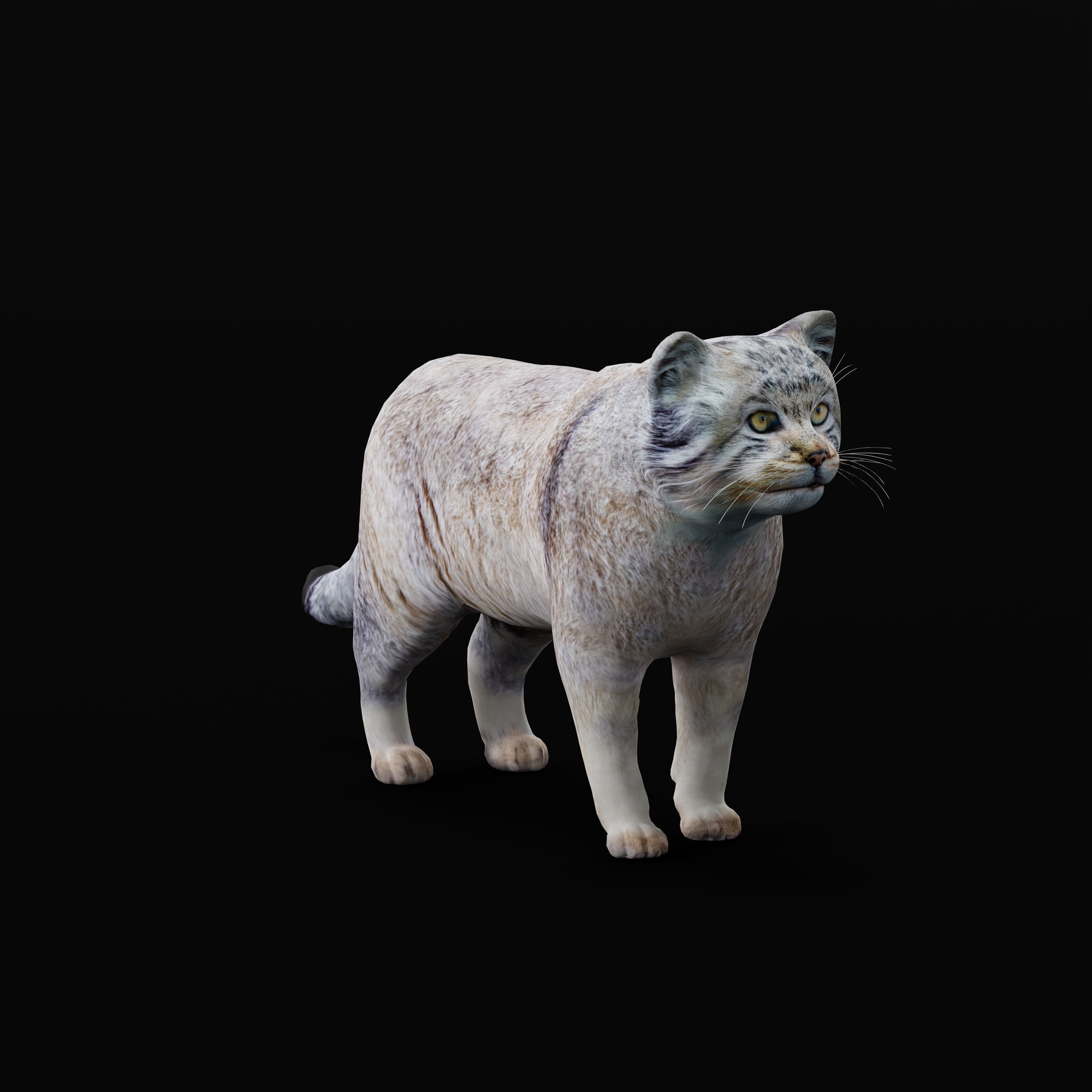 Pallas Manul Cat Breed Low-poly 3D model_35