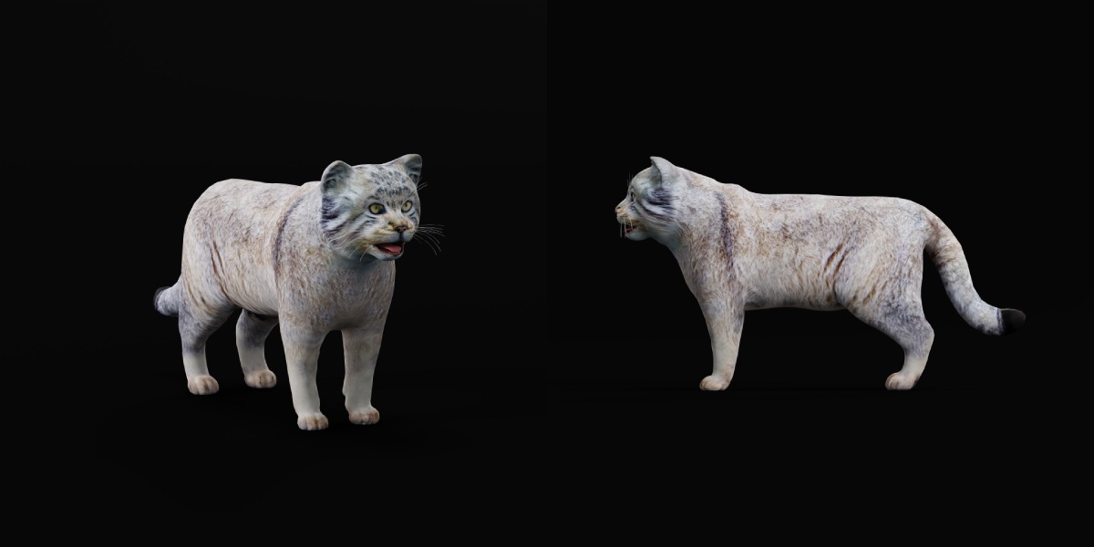 Pallas Manul Cat Breed Low-poly 3D model_2