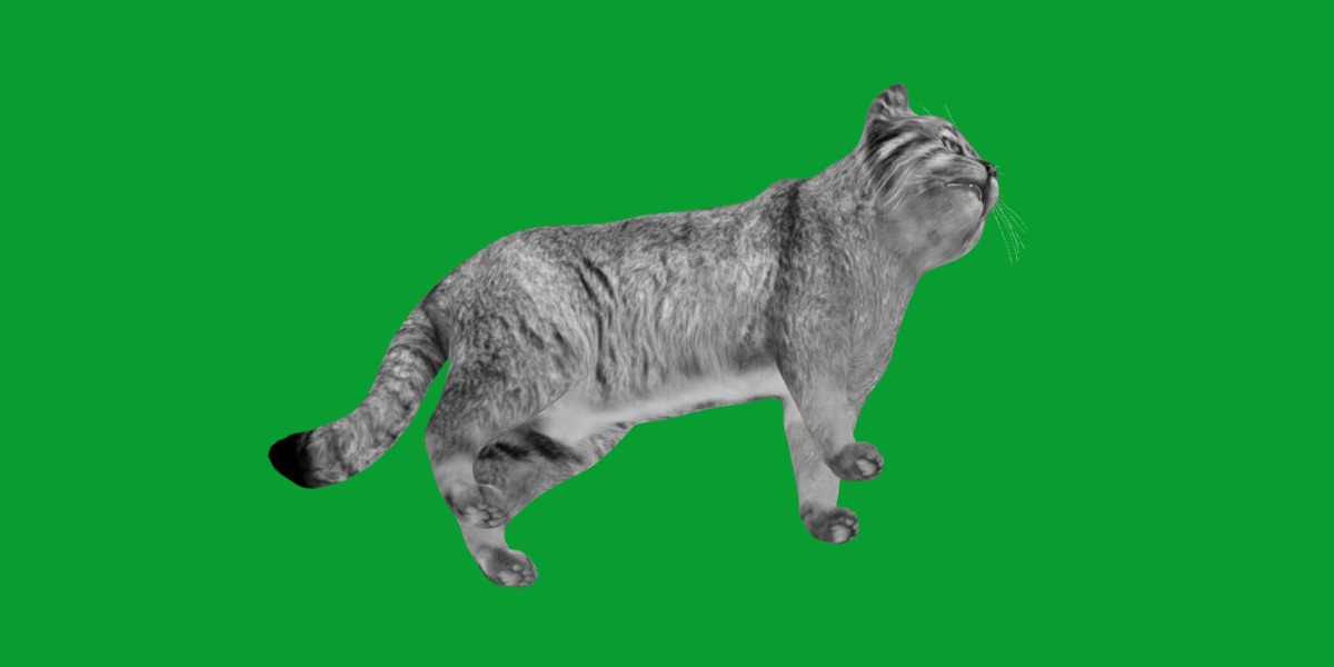 Pallas Manul Cat Breed Low-poly 3D model_6