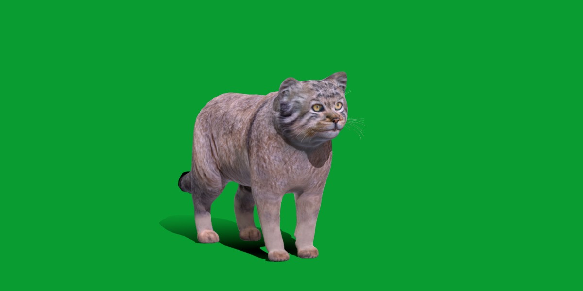 Pallas Manul Cat Breed Low-poly 3D model_13
