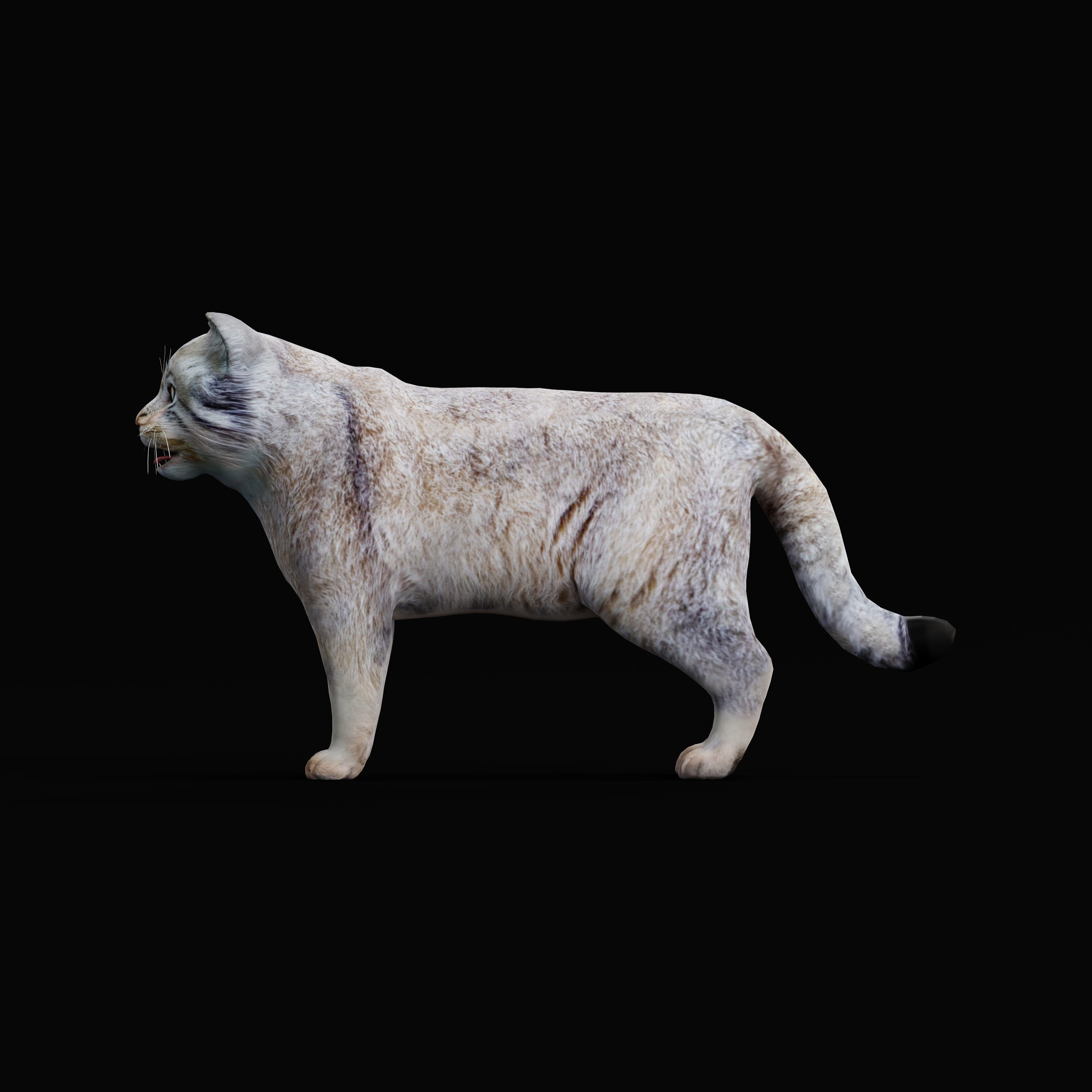 Pallas Manul Cat Breed Low-poly 3D model_33