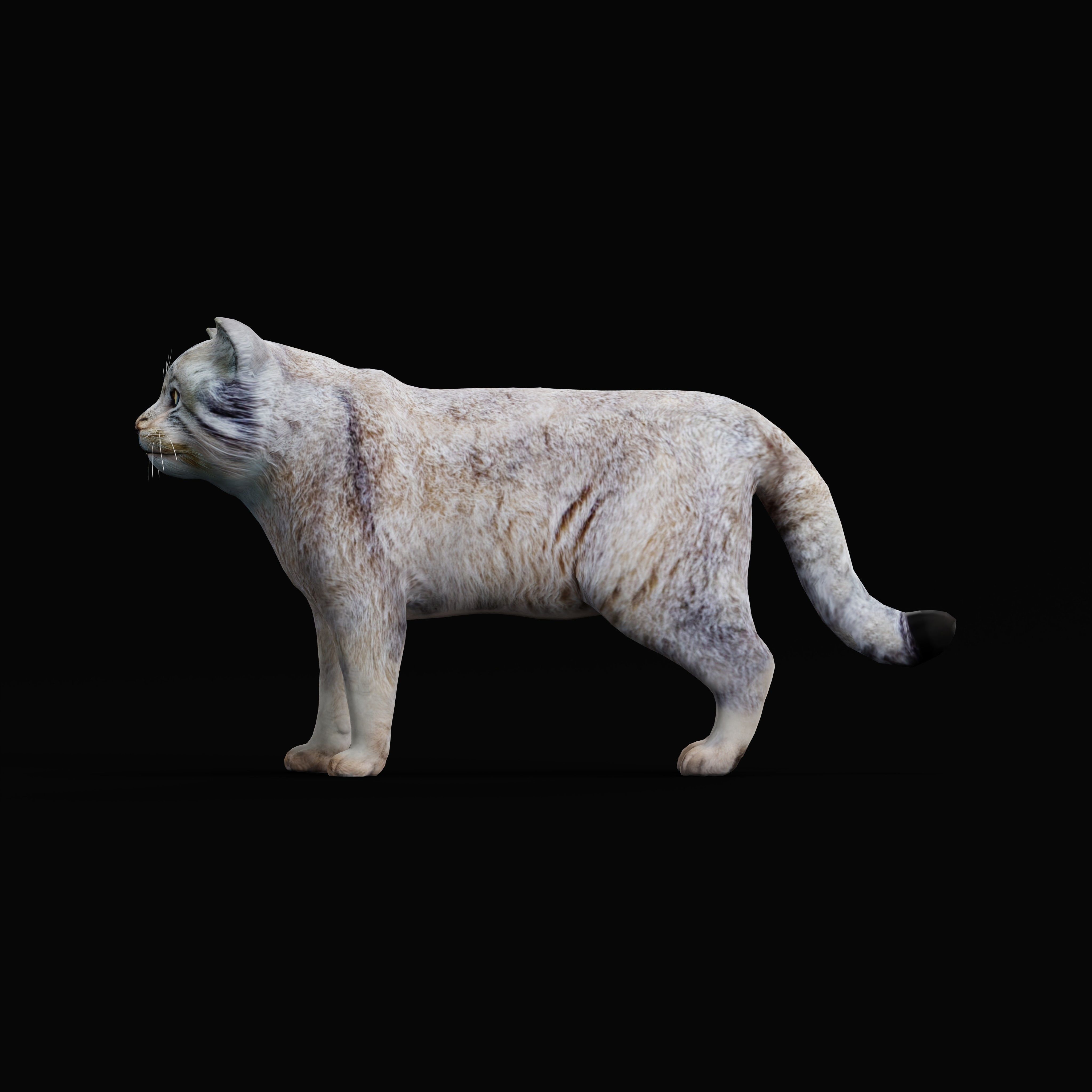 Pallas Manul Cat Breed Low-poly 3D model_37