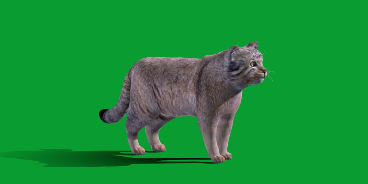 Pallas Manul Cat Breed Low-poly 3D model_19