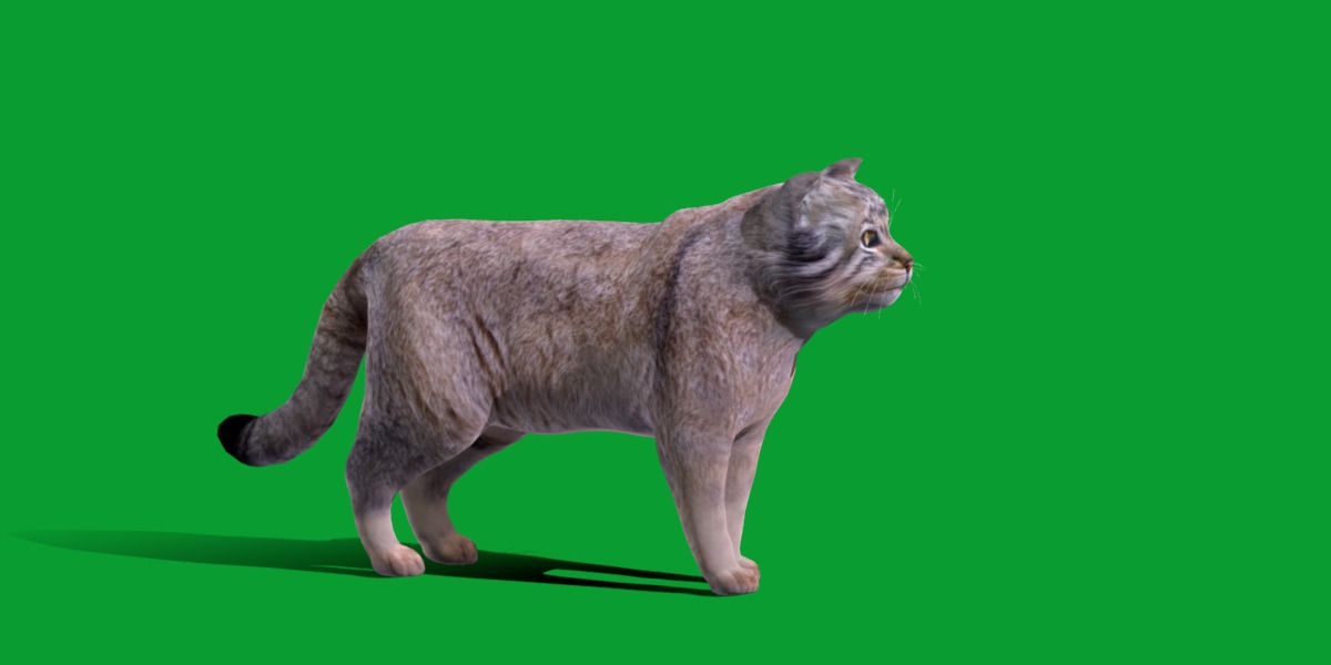 Pallas Manul Cat Breed Low-poly 3D model_22