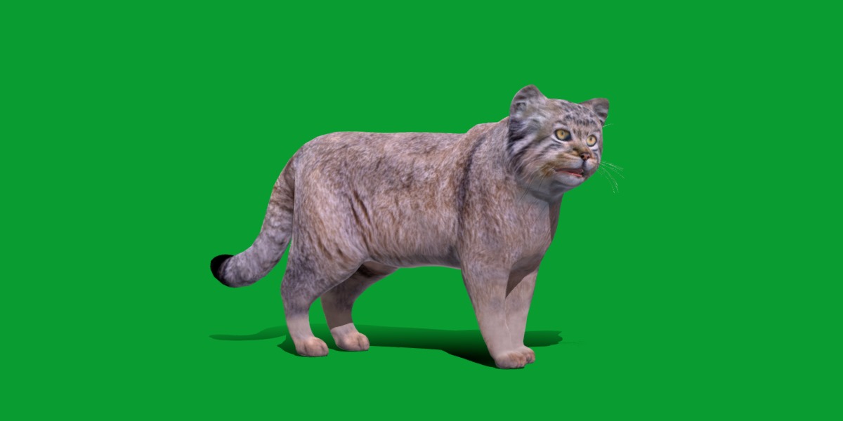 Pallas Manul Cat Breed Low-poly 3D model_9