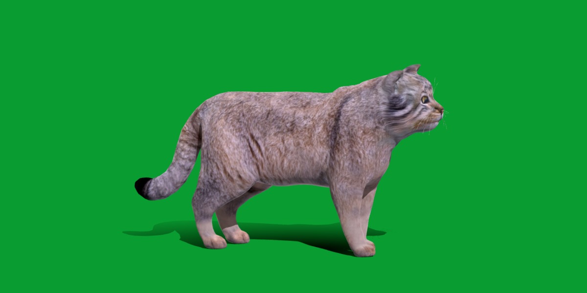 Pallas Manul Cat Breed Low-poly 3D model_23