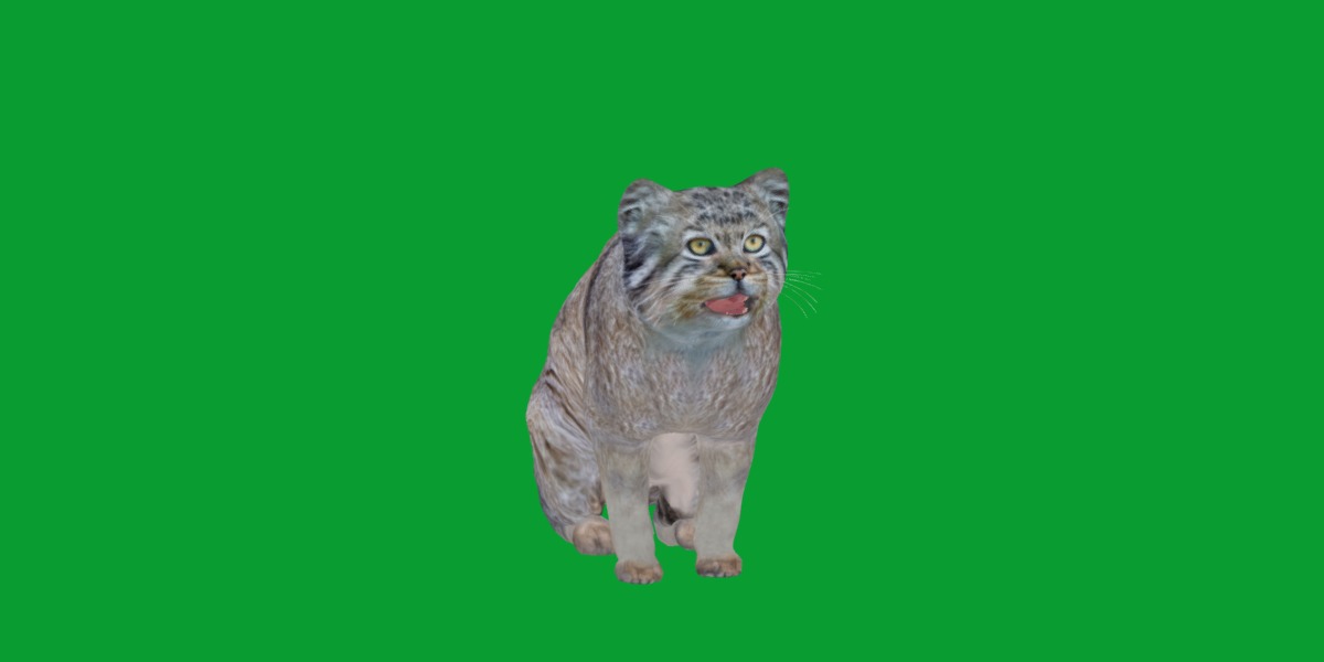 Pallas Manul Cat Breed Low-poly 3D model_15