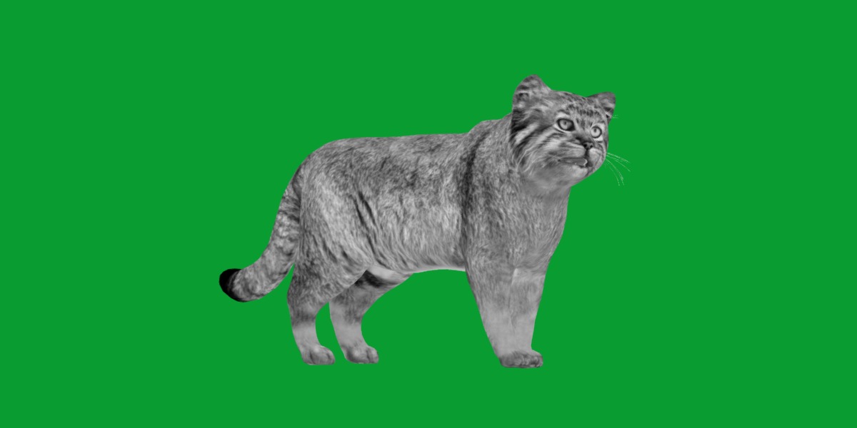 Pallas Manul Cat Breed Low-poly 3D model_5