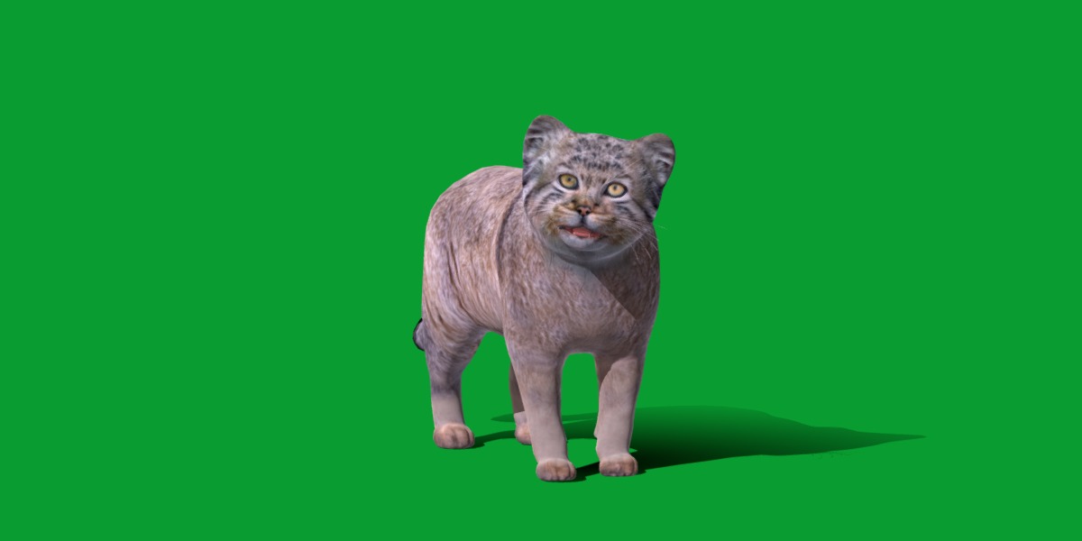 Pallas Manul Cat Breed Low-poly 3D model_28