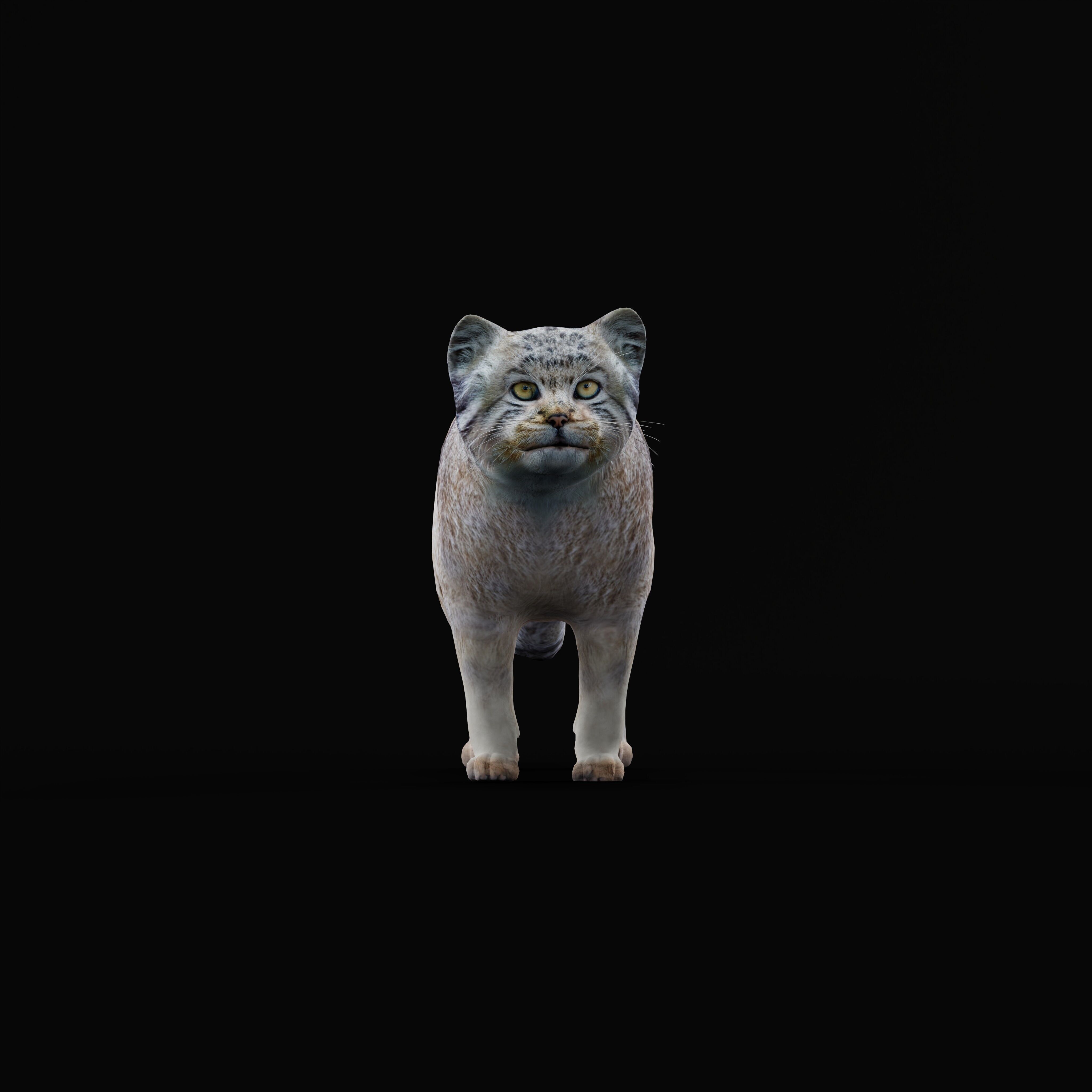 Pallas Manul Cat Breed Low-poly 3D model_36