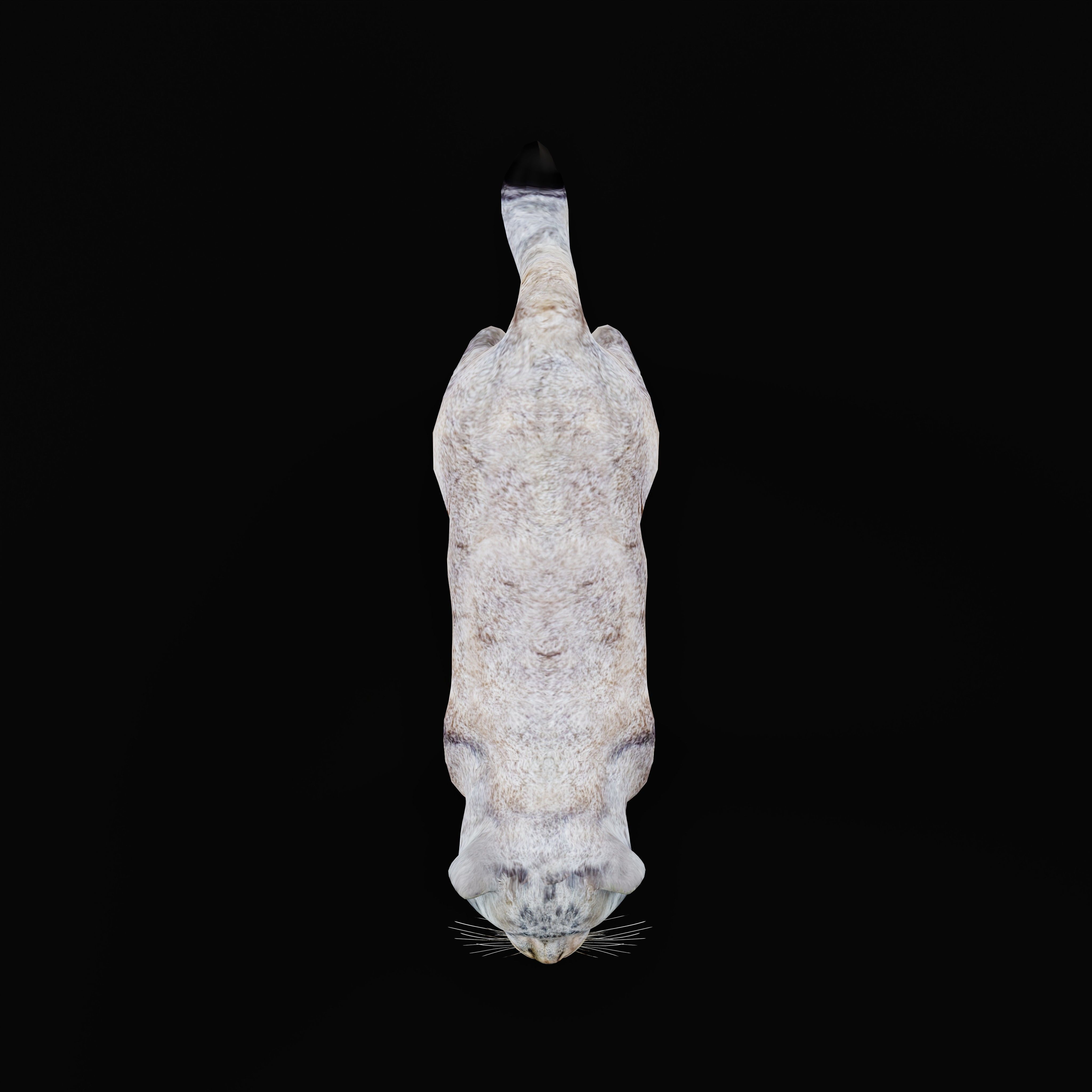 Pallas Manul Cat Breed Low-poly 3D model_34