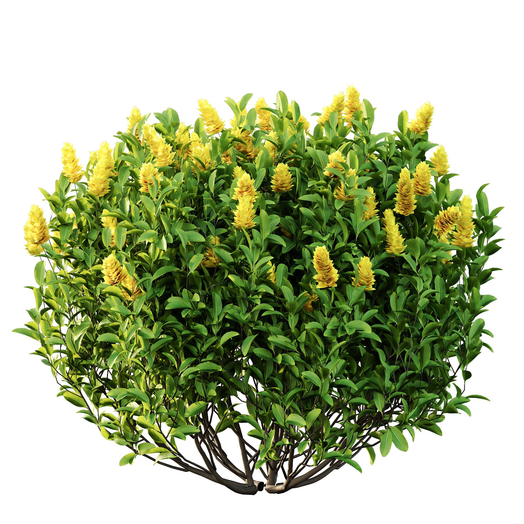 Argyrocytisus battandieri 08  3D model_2