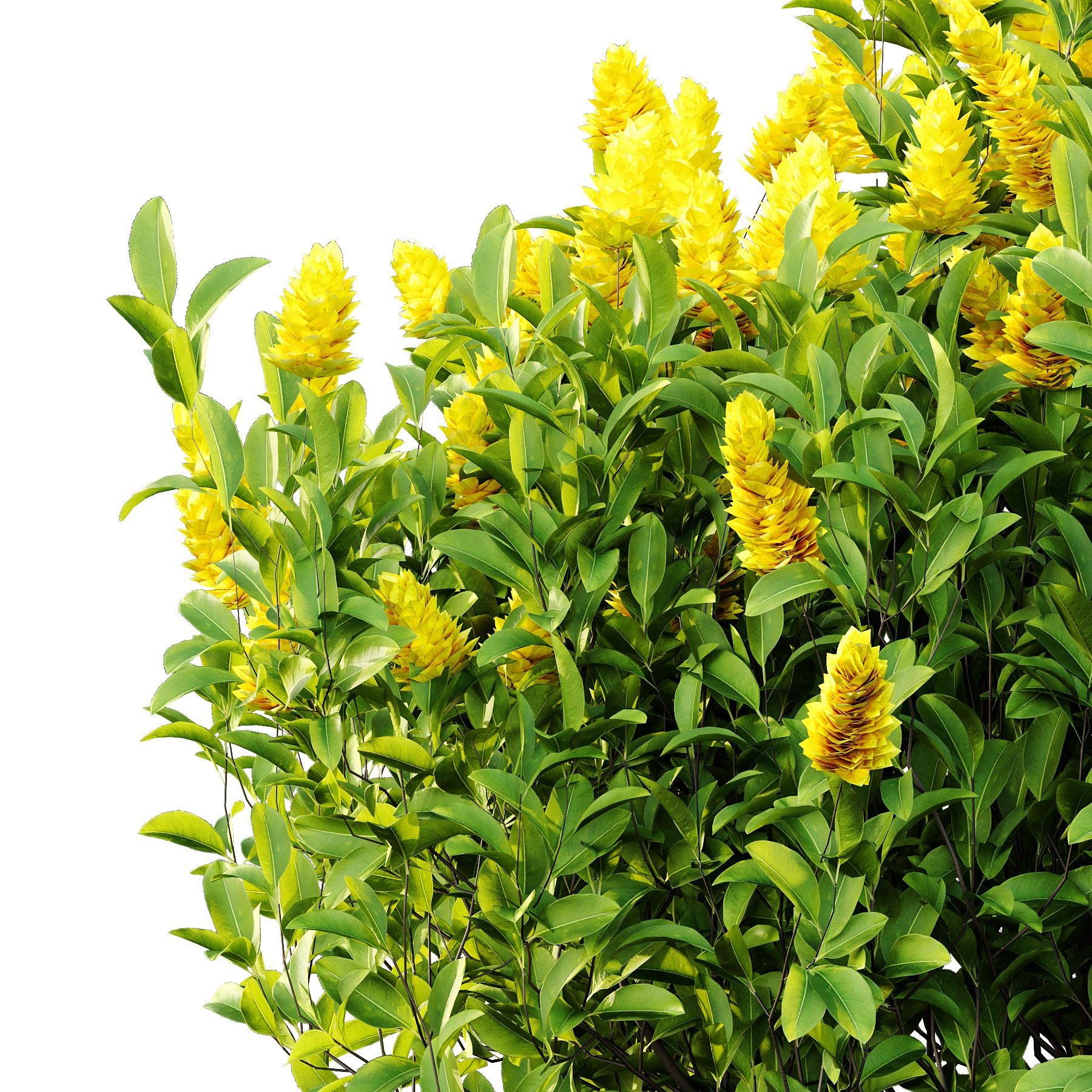 Argyrocytisus battandieri 08  3D model_4