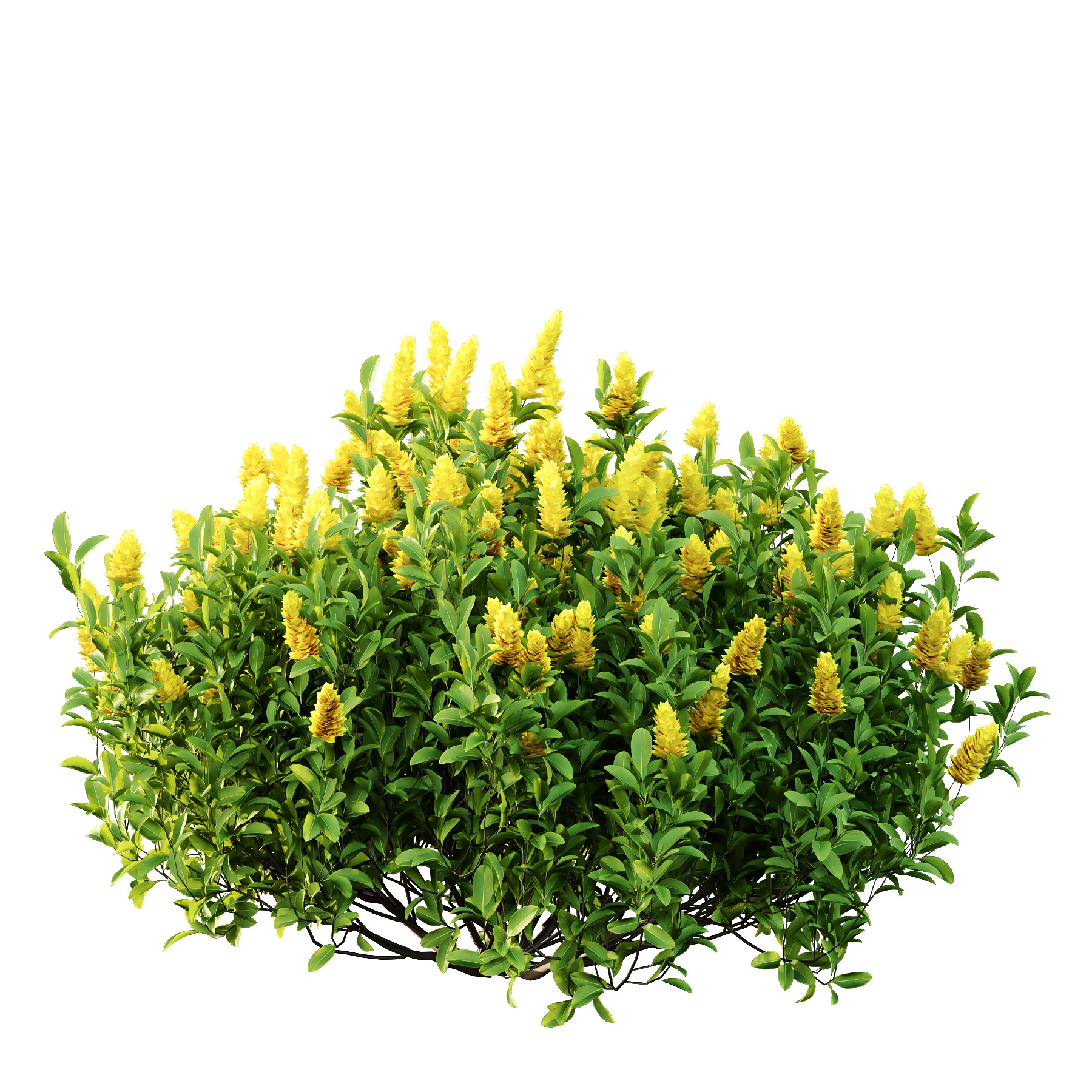 Argyrocytisus battandieri 08  3D model_3