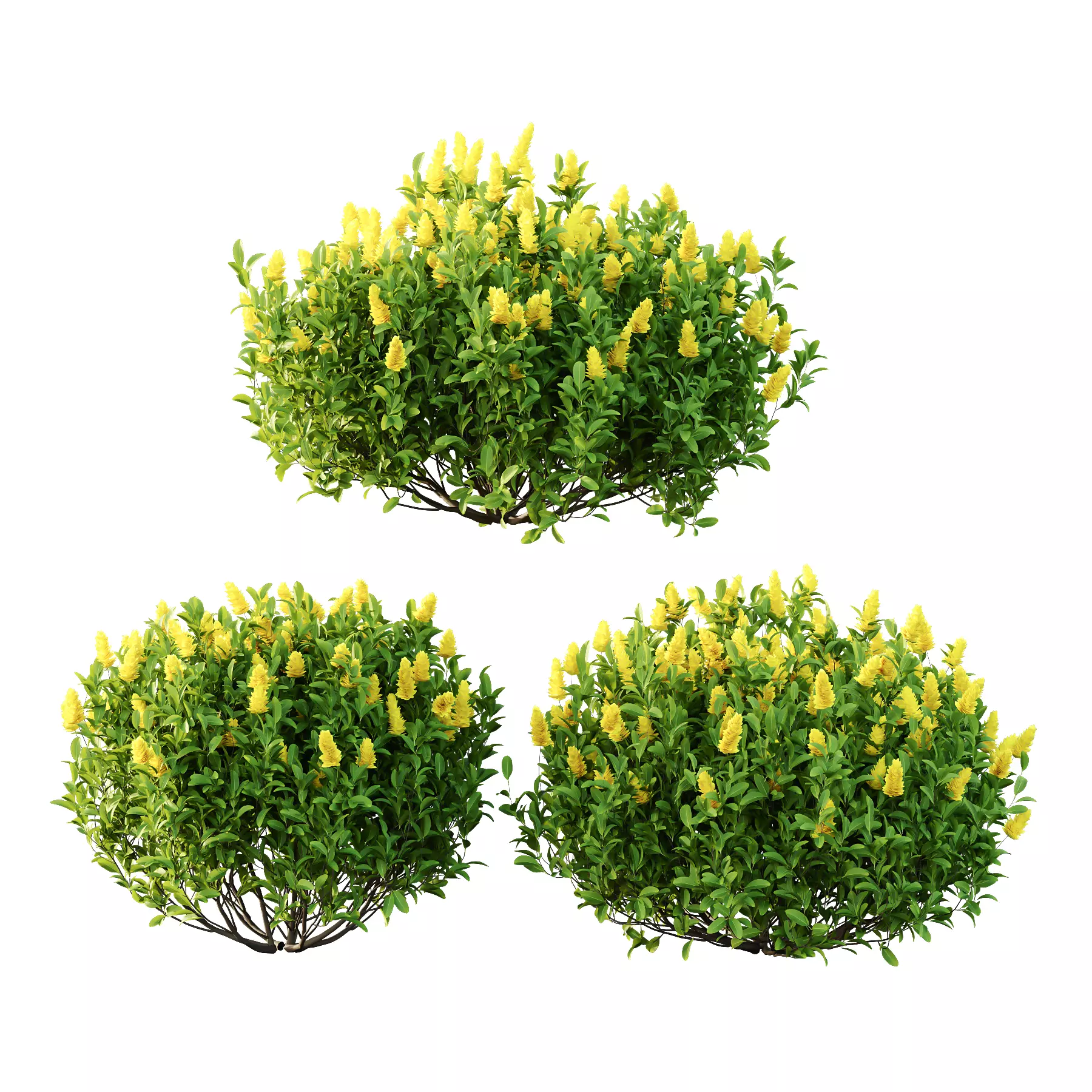 Argyrocytisus battandieri 08  3D model_0