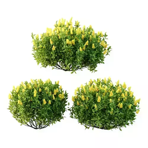 Argyrocytisus battandieri 08  3D model